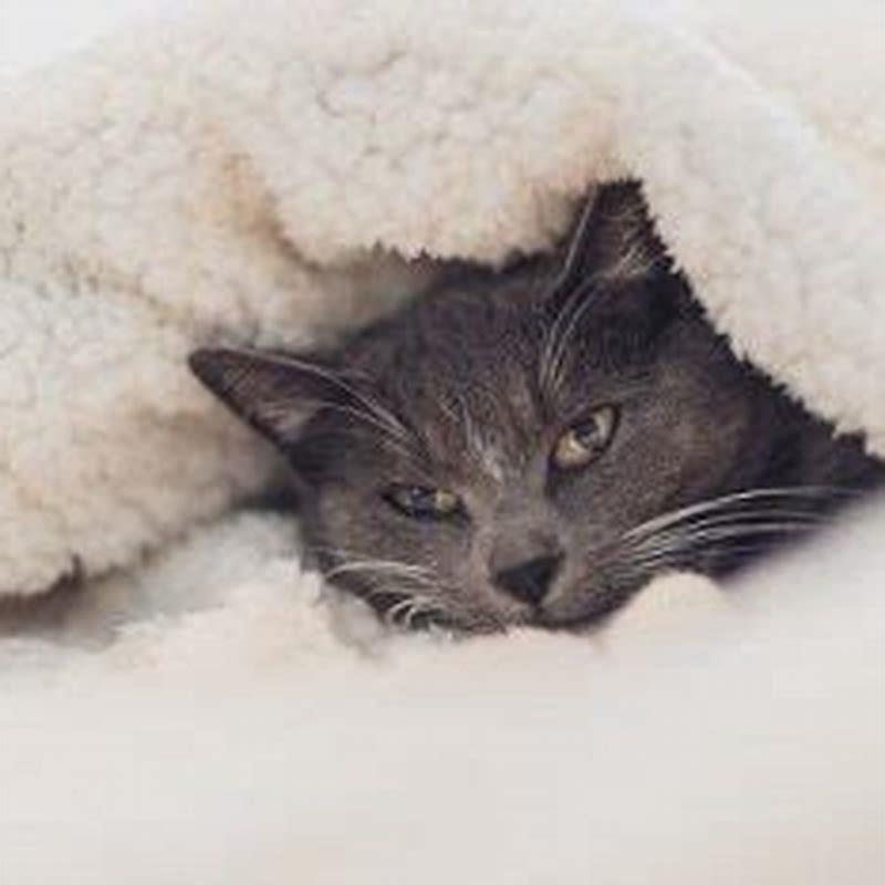 is-it-ok-for-cats-to-sleep-under-the-covers-diy-seattle