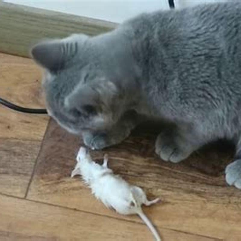 is-it-ok-for-my-cat-to-eat-mice-diy-seattle