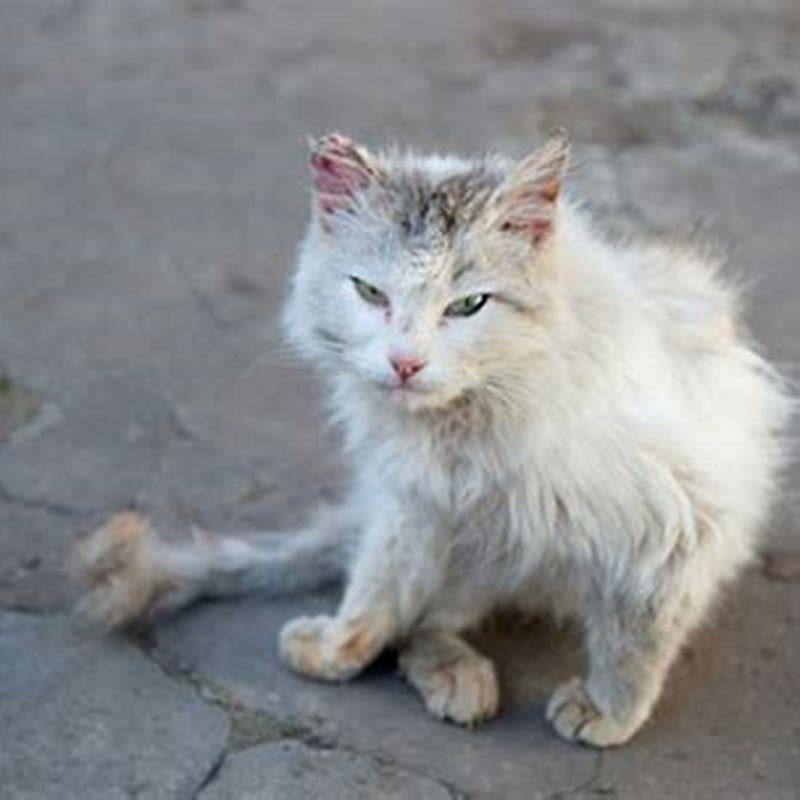 is-it-ok-to-feed-a-feral-cat-diy-seattle