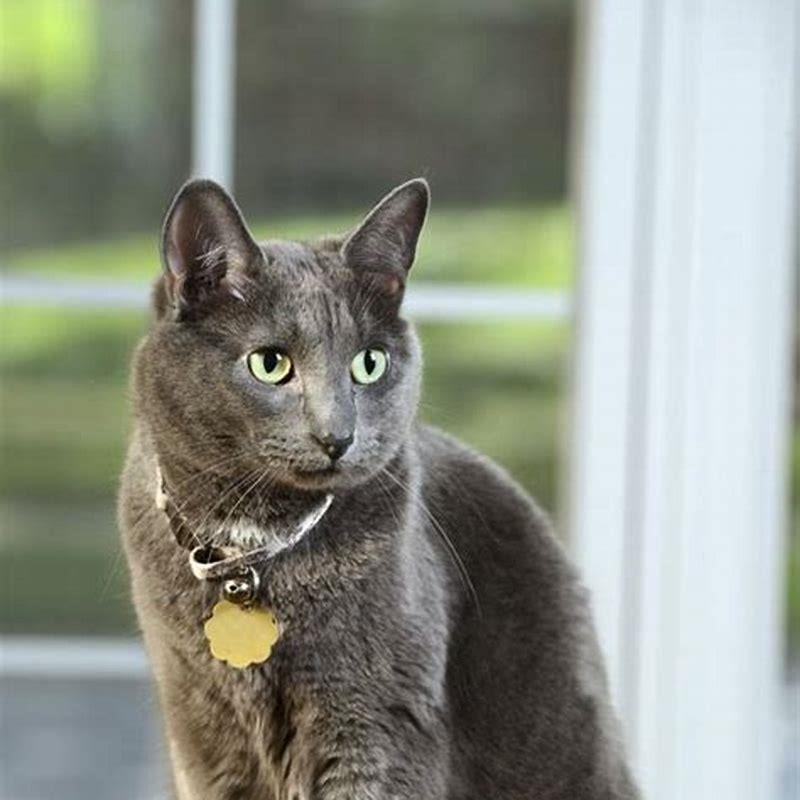 Is Korat expensive?