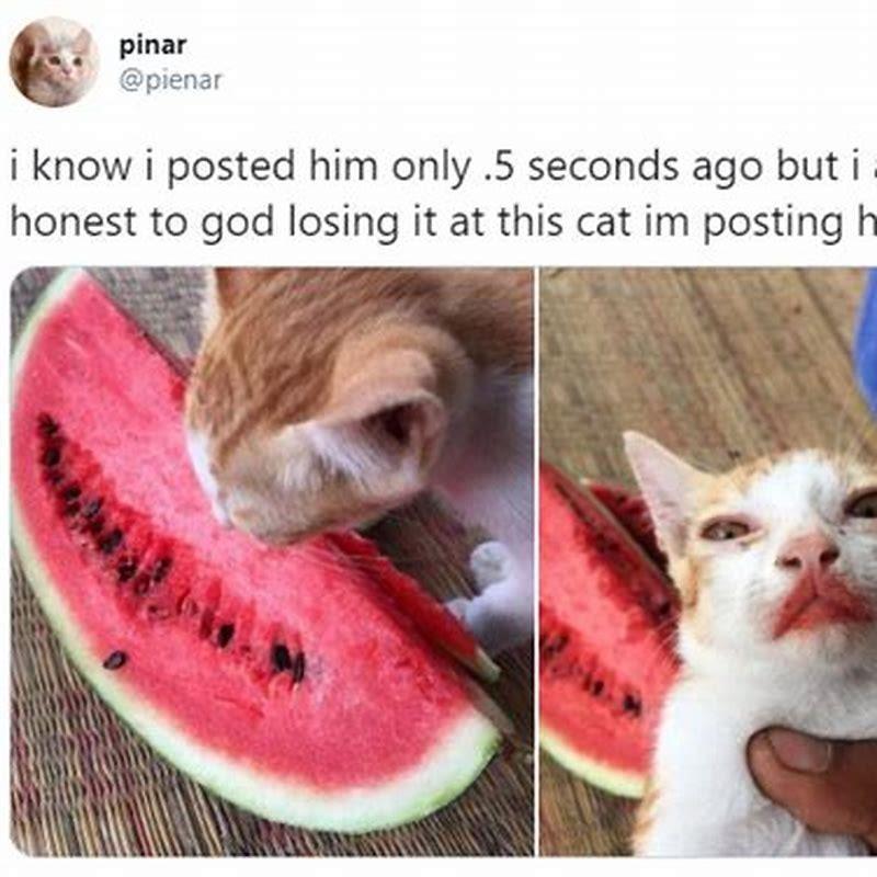 Is my cat too old to get a second cat?