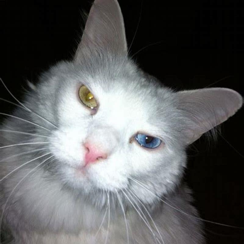 Is Turkish Angora an indoor cat?