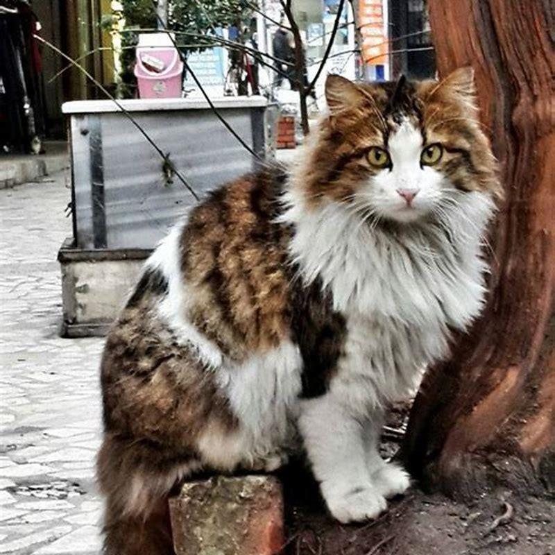 Is Turkish Van the same as Turkish Angora?