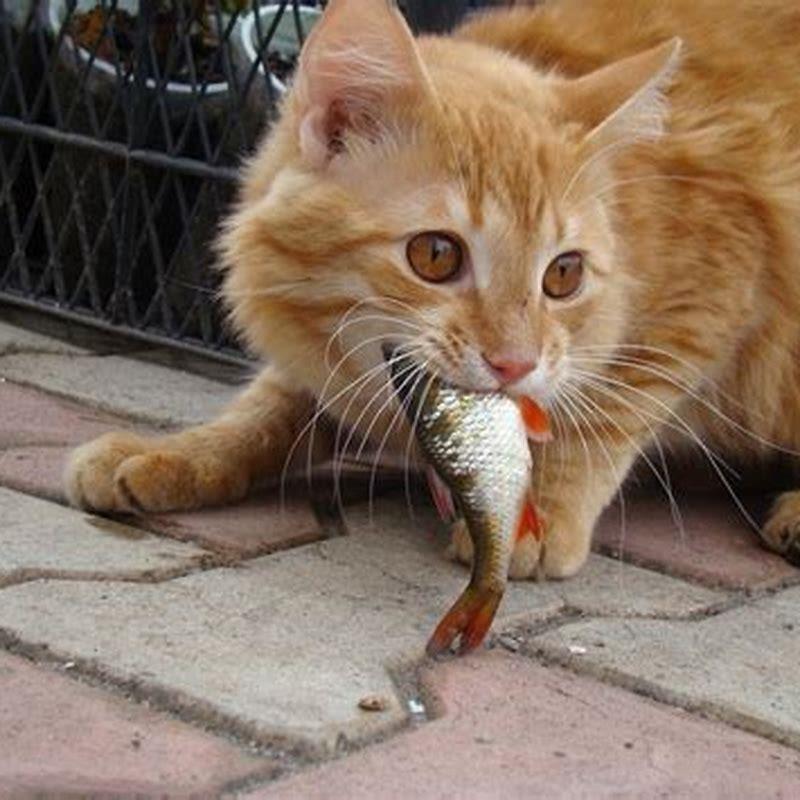 Should Cats Eat Fish Cat Food DIY Seattle