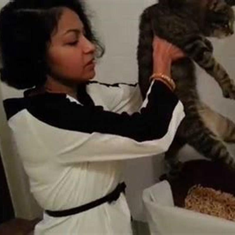 Should I be able to feel cats bladder?