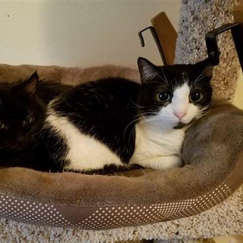 Should I let my cat hide under the bed?