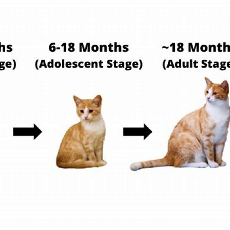 What age are cats full size diy seattle