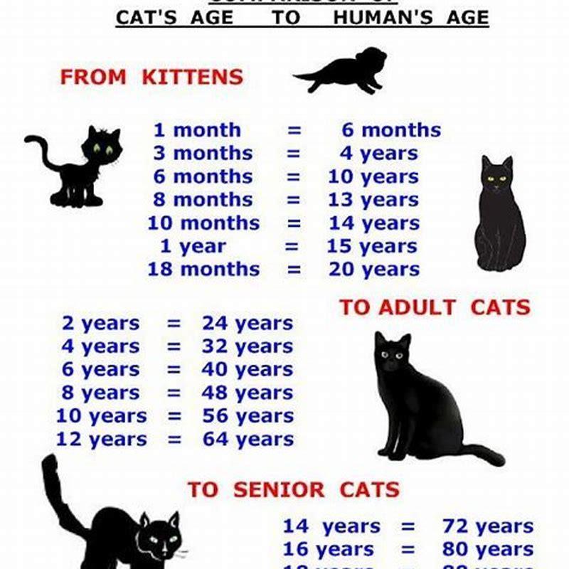 What age do cats teeth until?