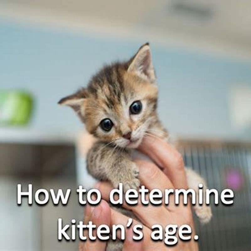 What age do kittens naturally wean?