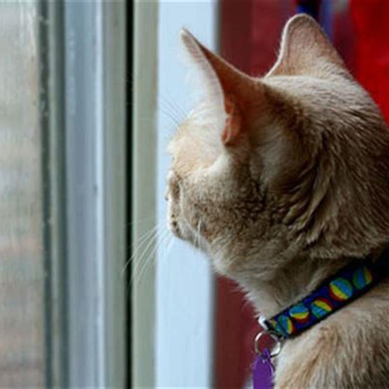 What are cats thinking when they look out the window?