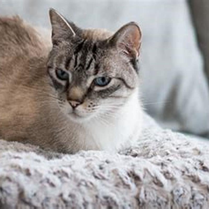 What are house cats most closely related to?