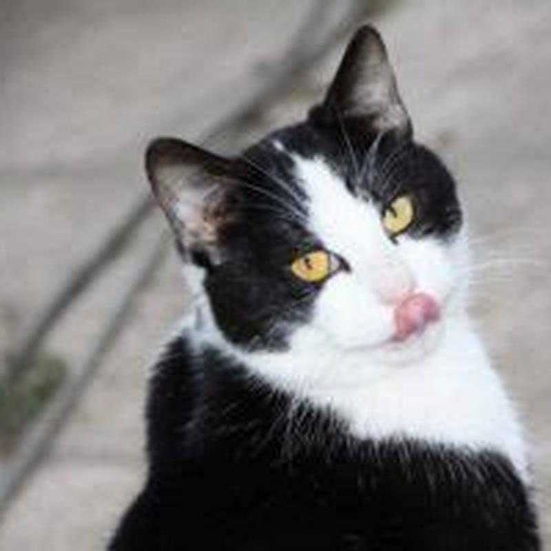 What are side effects of prednisolone in cats?