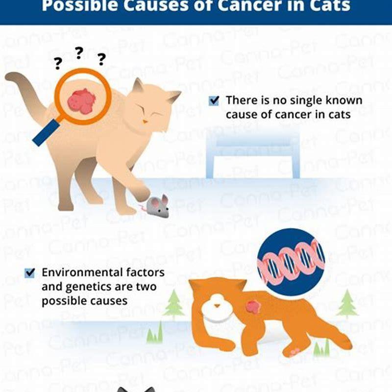 what-are-signs-of-cancer-in-a-cat-diy-seattle