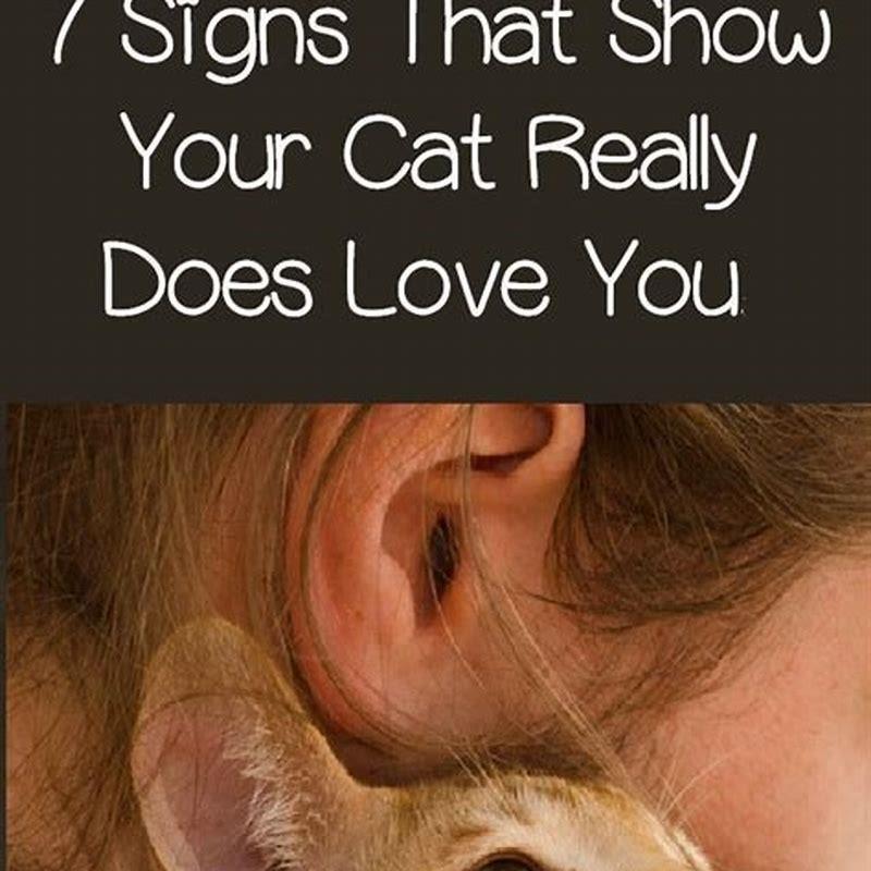 what-are-signs-that-cats-hate-you-diy-seattle