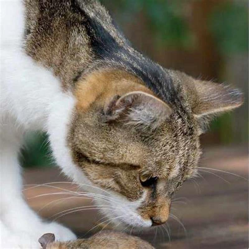 What are the predators of Bay Cats?