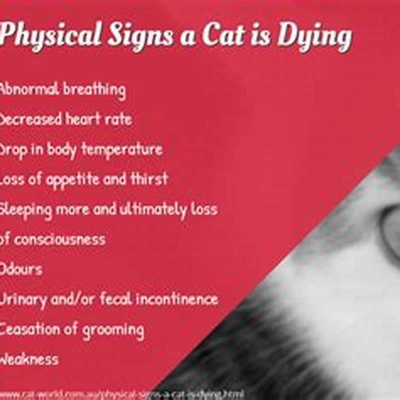 what-are-the-signs-of-a-cat-dying-diy-seattle