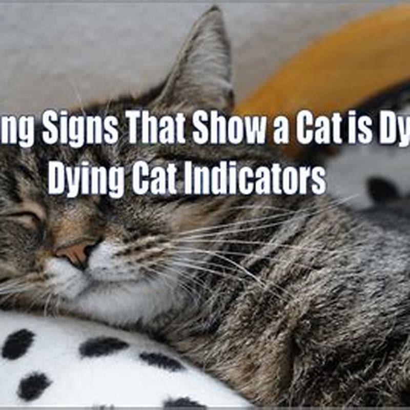 what-are-the-signs-of-a-dying-cat-diy-seattle