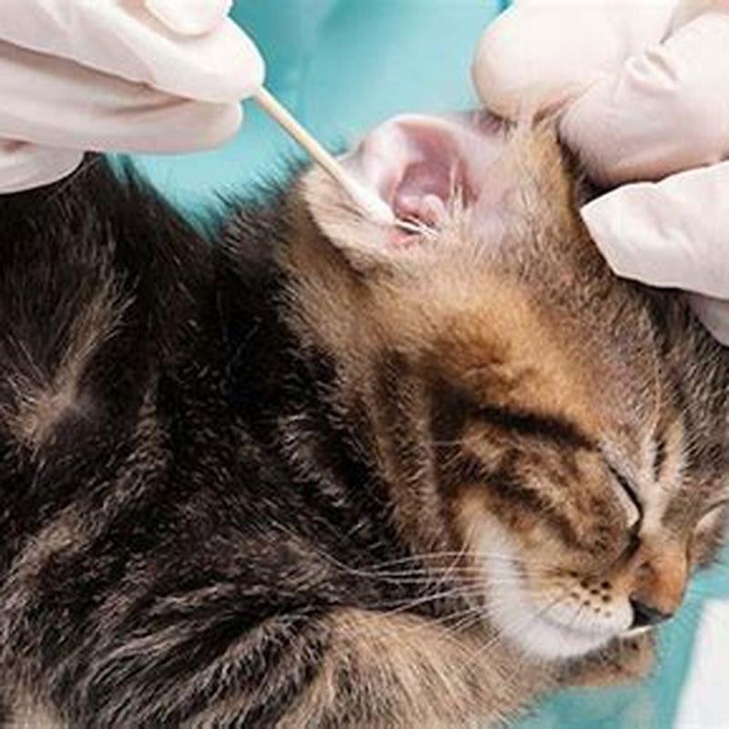 How To Tell If A Cat Has Ear Infection