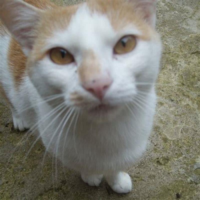 What are white and ginger cats called?