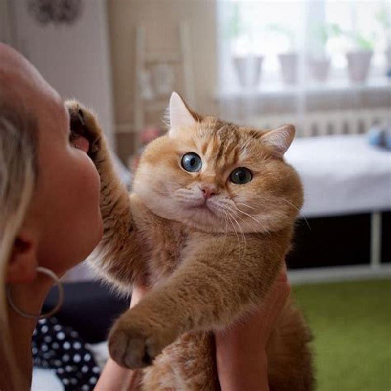 What bother cats the most?