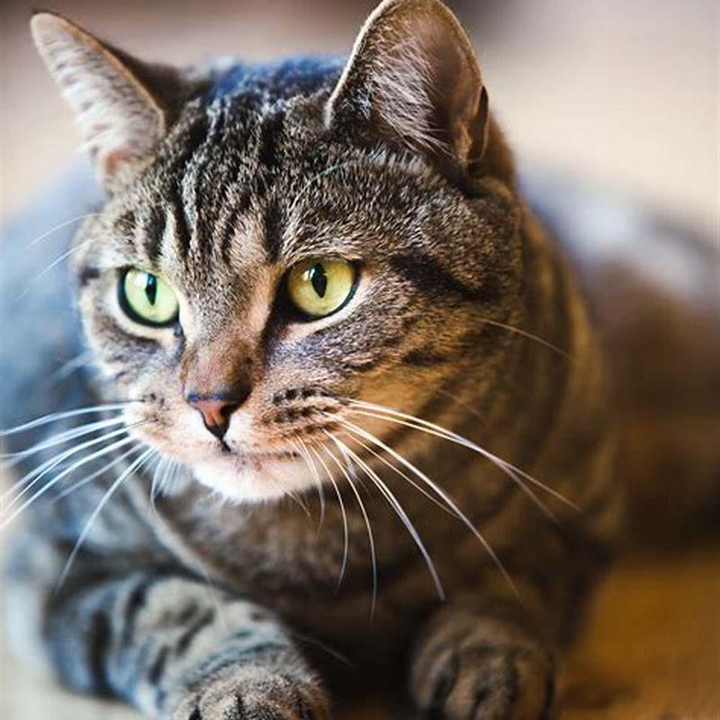 What breed cat is a tabby?