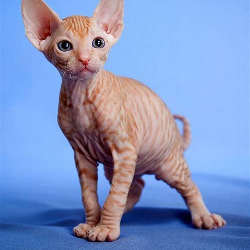 What breed of cat is hypoallergenic?