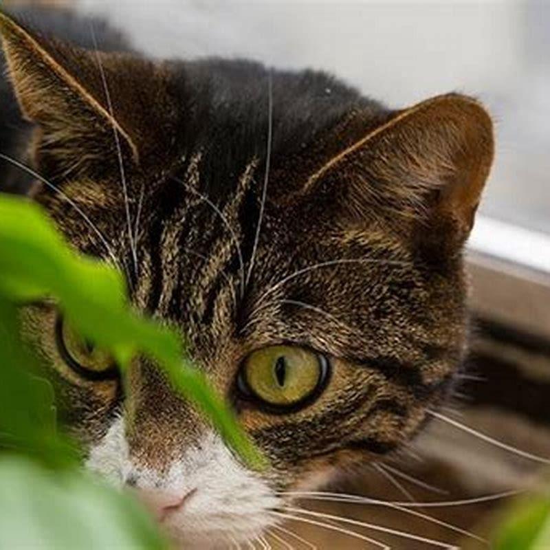 What bugs can make a cat sick?