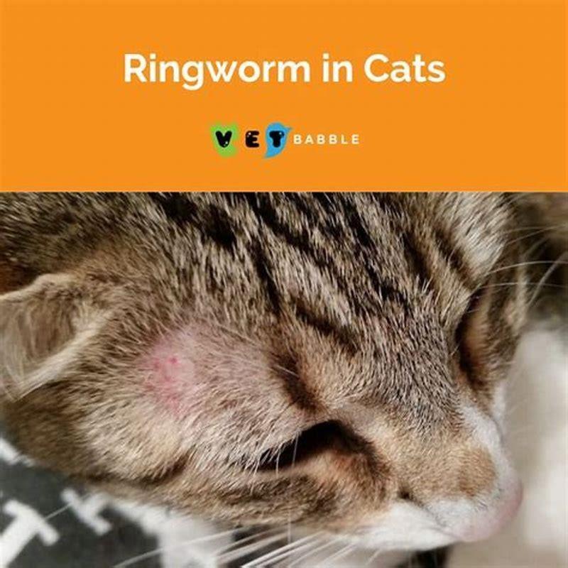 What can be mistaken for ringworm in cats? - DIY Seattle