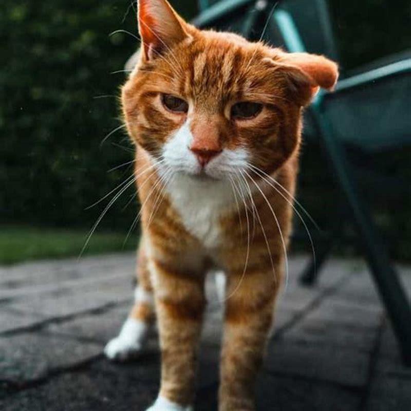 What can I give my old cat for arthritis?