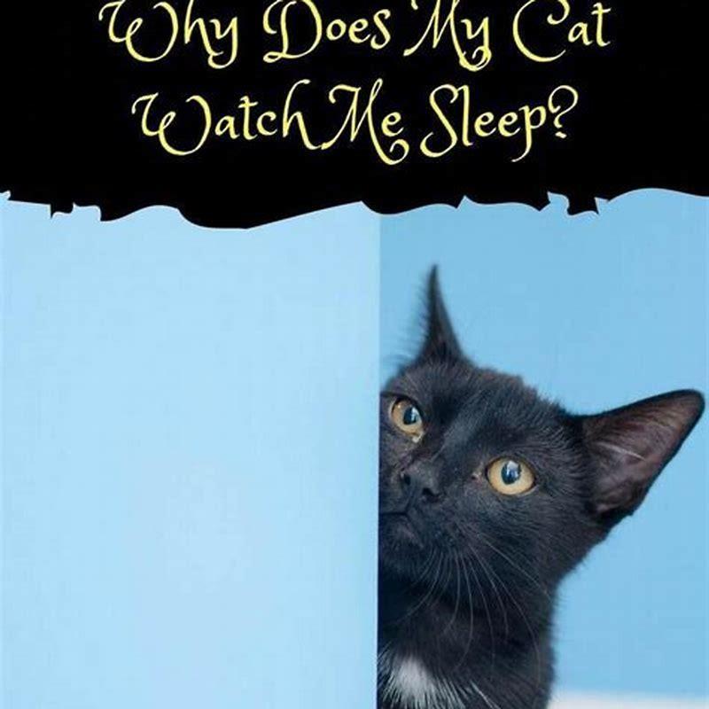 What can I make my cat watch?