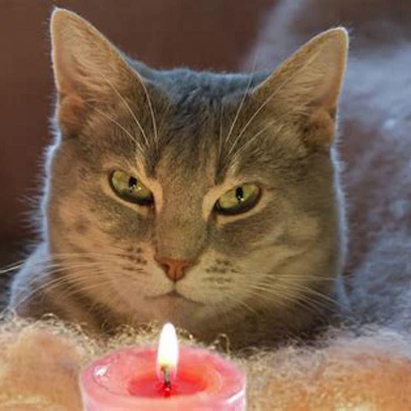 what-candle-scents-are-bad-for-cats-diy-seattle