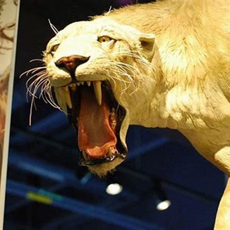 What cat is almost extinct?