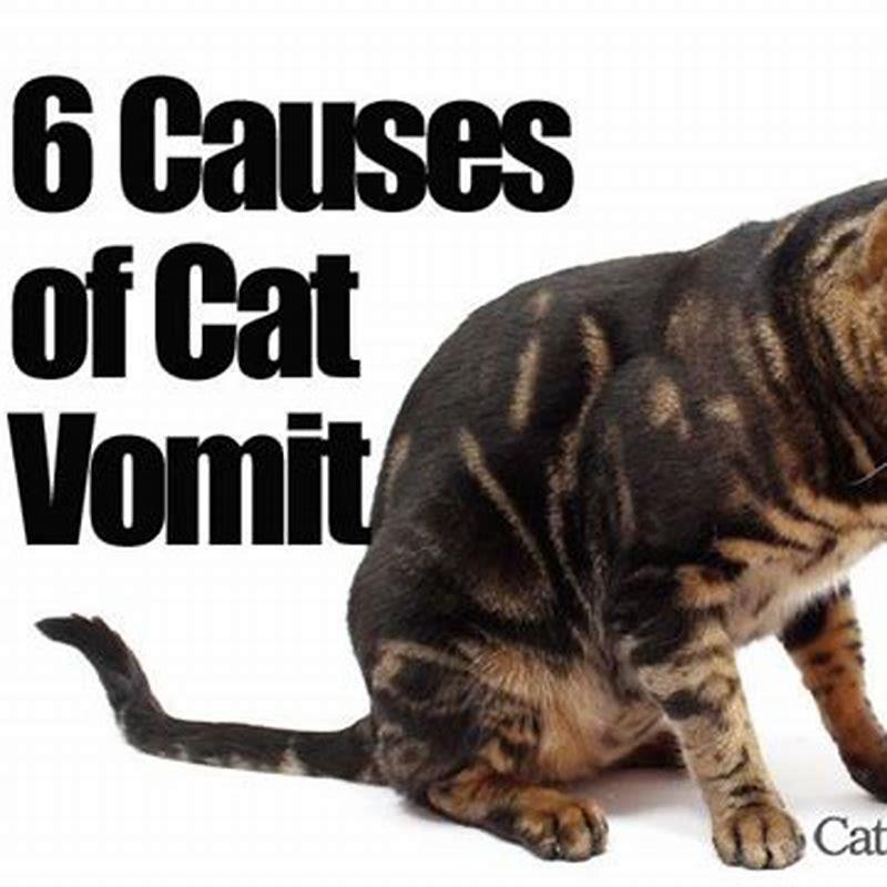 what-causes-indoor-cats-to-vomit-diy-seattle