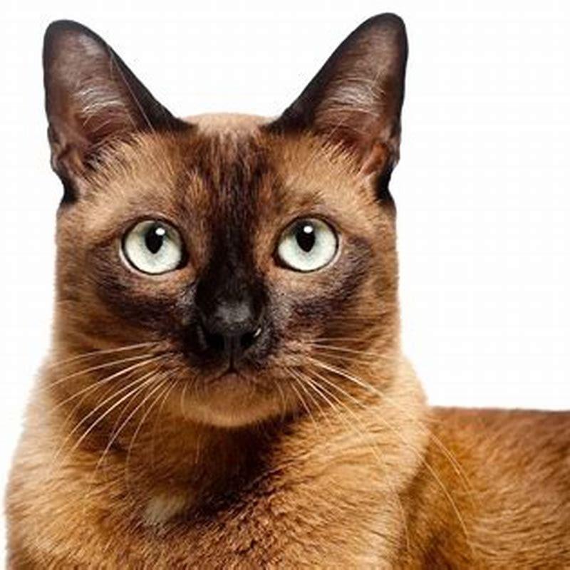 What color are Burmese cats? - DIY Seattle