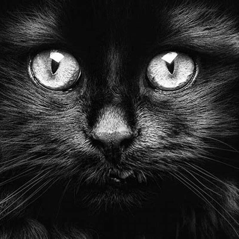 What color eyes do black and white cats have? - DIY Seattle