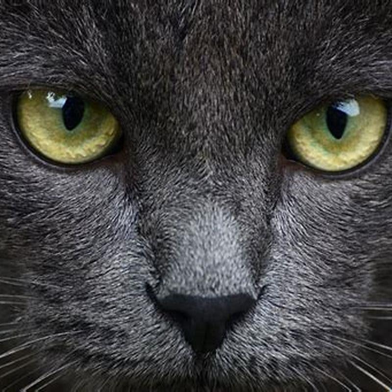 What color eyes do grey cats have? - DIY Seattle