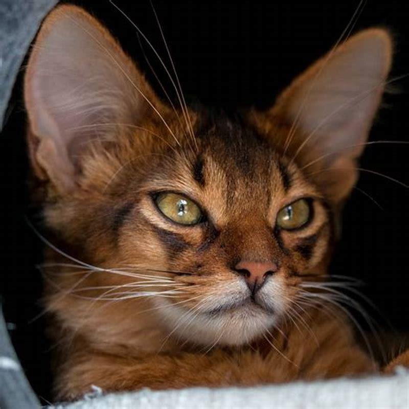 What Colours do cats like?