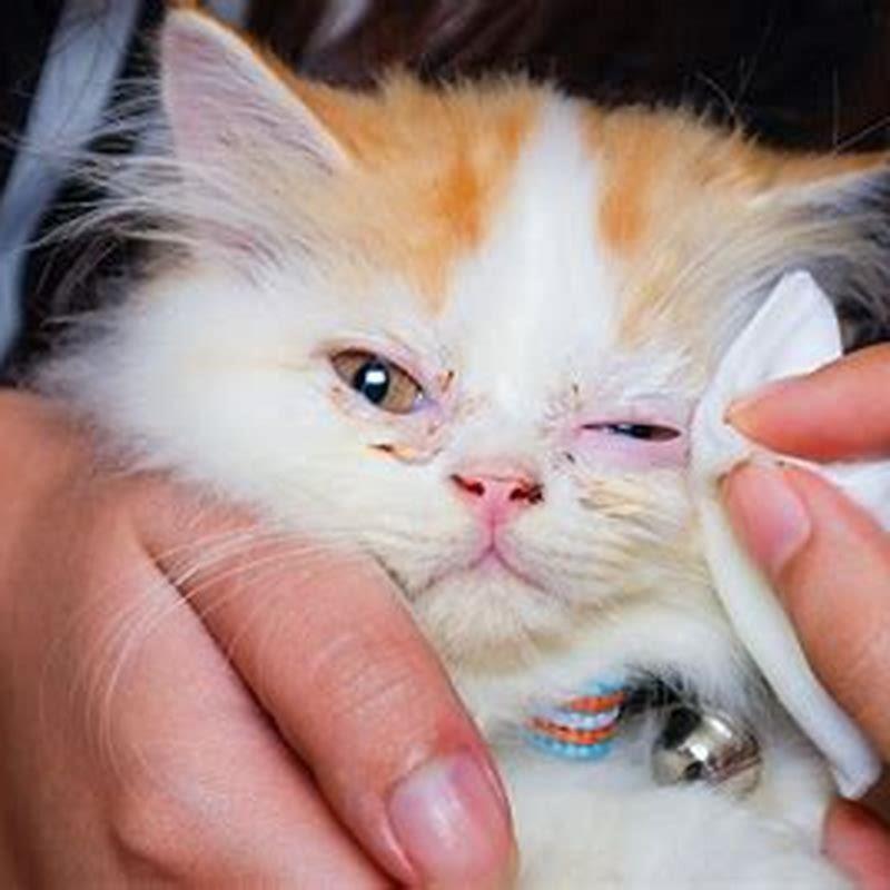 What could cause a cats eye to swell?