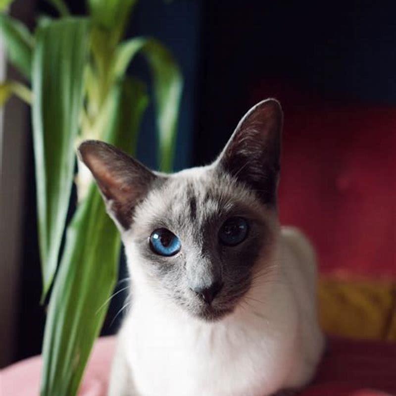 What culture are Siamese cats?