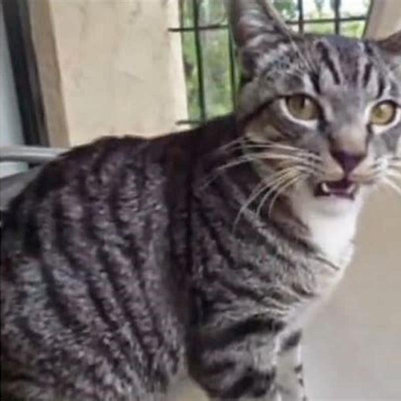 What do cats do when they smell something bad?