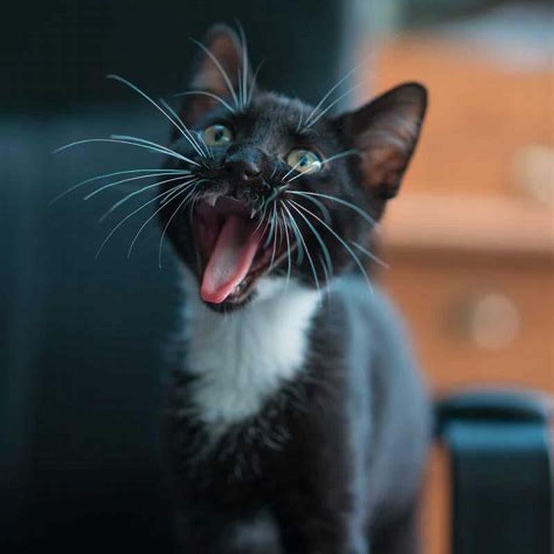 What do cats like at night?