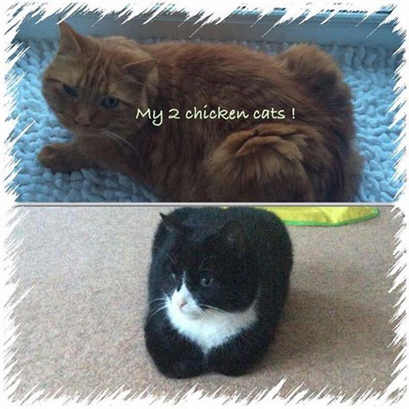 What do cats look like when they sit?