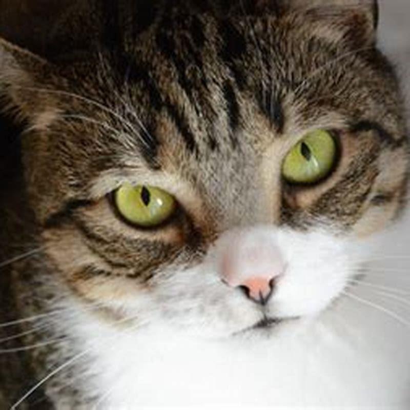 What do cats secretly think?