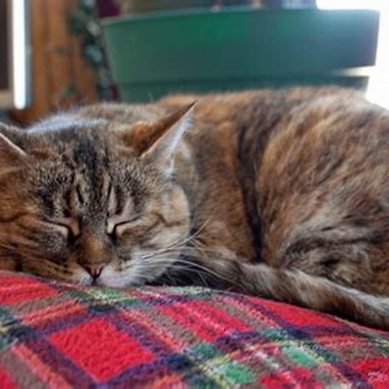 What Do Cats Sleep In Outside DIY Seattle what-do-cats-sleep-in-outside-diy-seattle
