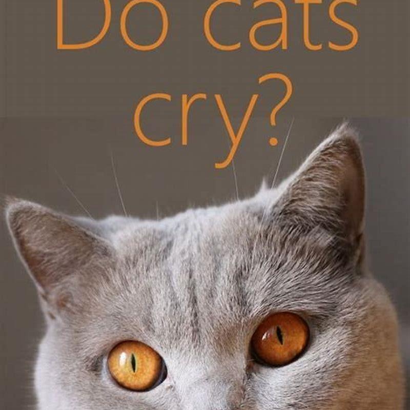 What Do cats Think when you cry?