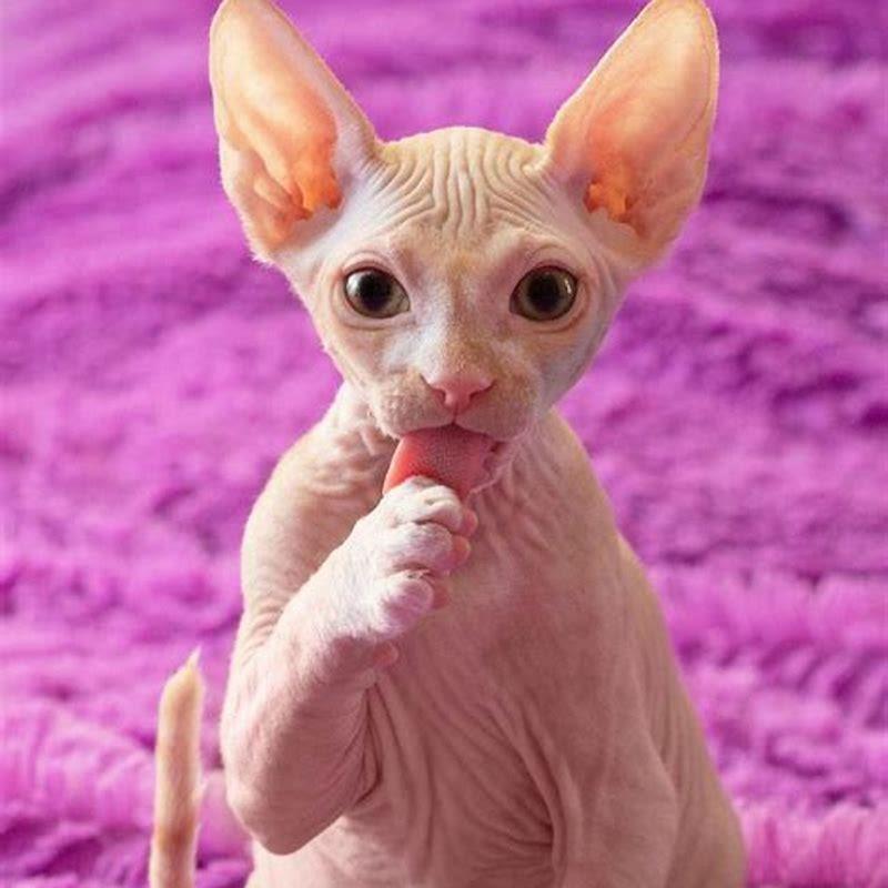 What do girls think of guys who like cats?