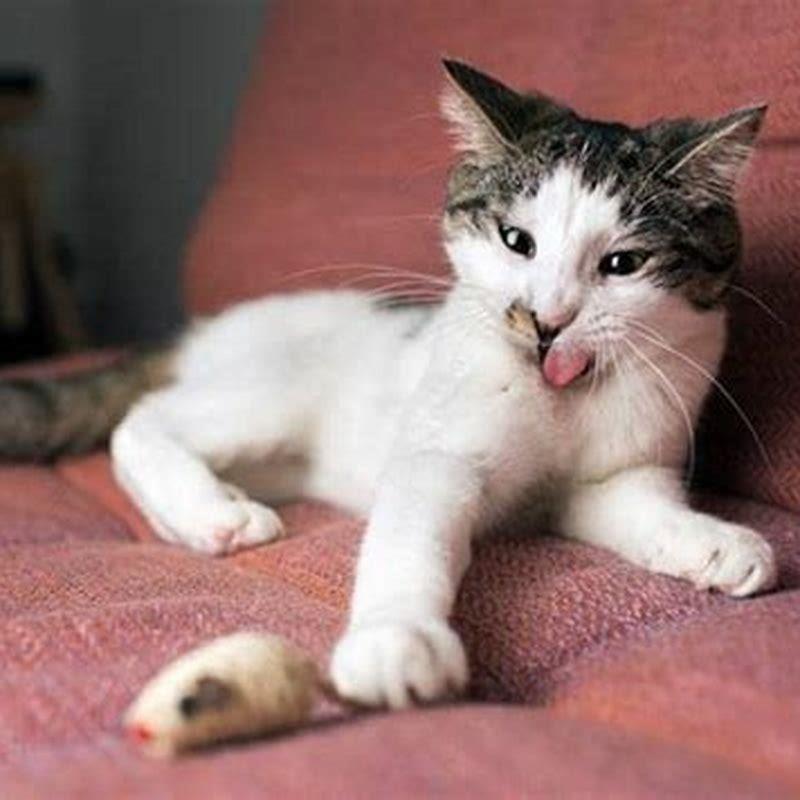 What do most cats eat in the wild?