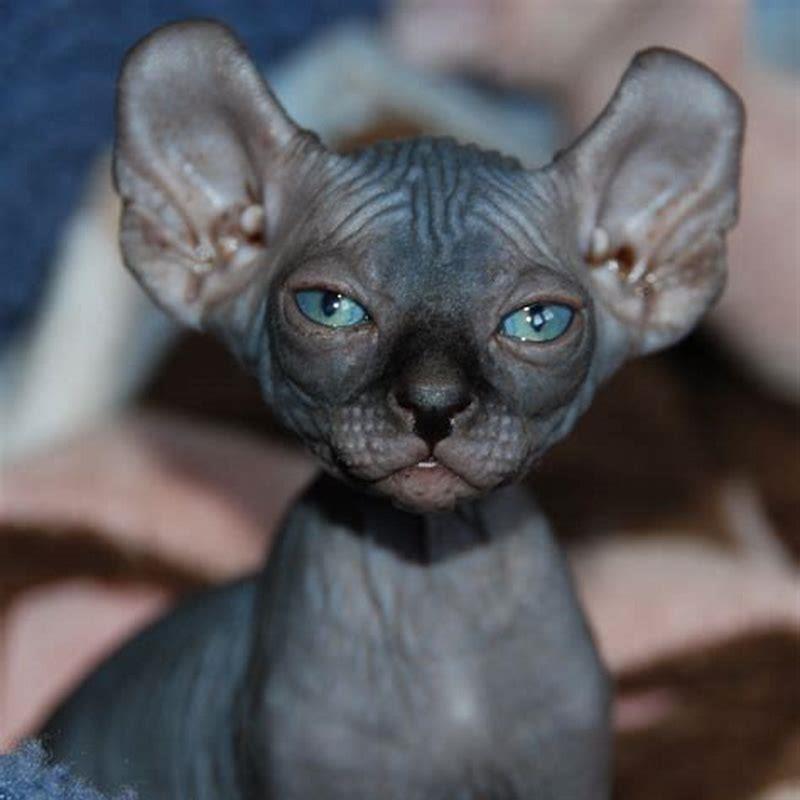 What do Sphynx cats cost?