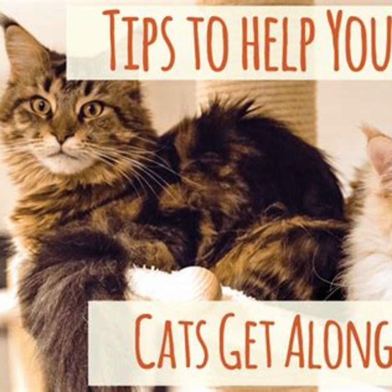 What do you do if your cats dont get along?