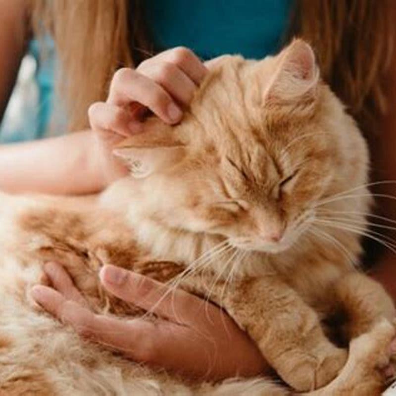 What do you give a cat for diarrhea?